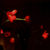 dancing-tulips