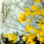 winter-in-spring