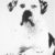 american-bulldog-itzen