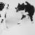border-collies-sadie-sly