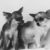 chihuahuas