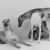 greyhounds-cody-chip-max-rosa-keeva