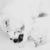 great-pyrenees-yukon-co