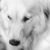 golden-retriever-millie