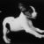 jack-russel-terrier-billy