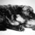 pitbull-akita-x-wirehaired-dashhund
