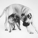 mastiff-terrier