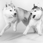 siberian-huskies
