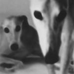 greyhounds
