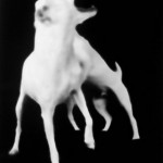 jack-russels