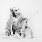 labrador-retrievers