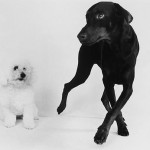 bichon-frise-doberman-polly-nick