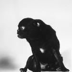 pug-noche