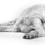 standard-poodle-bijoux