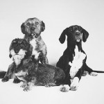 great-dane-dashound-pitbull-akita-x