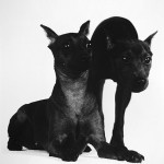 miniature-pinchers
