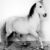 toy-horse