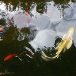 reflections-5