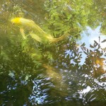 reflections-7