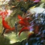 reflections-9