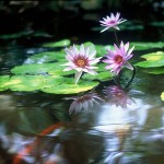 reflections-13