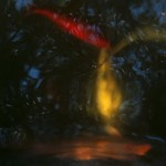 reflections-16