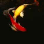 reflections-18